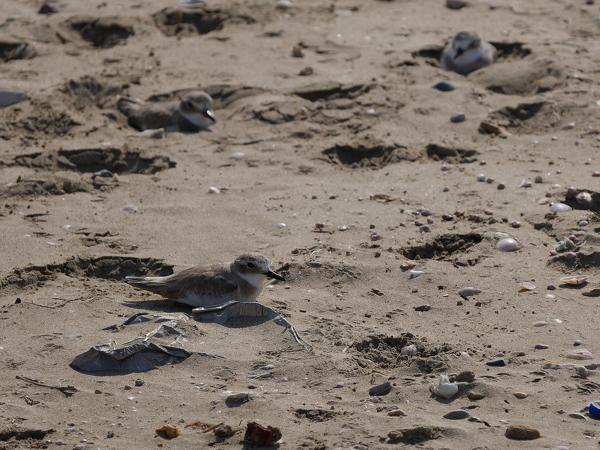 <h3>Charadrius leschenaultii / Greater sand plover / Woestijnplevier</h3>OM-1 Mark II with OLYMPUS M.150-400mm F4.5, 1/2500 sec at F5.0, ISO 200, distance 19.5 m